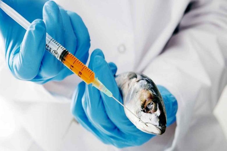 На Кубани создают вакцину от опасной болезни аквакультурной рыбы